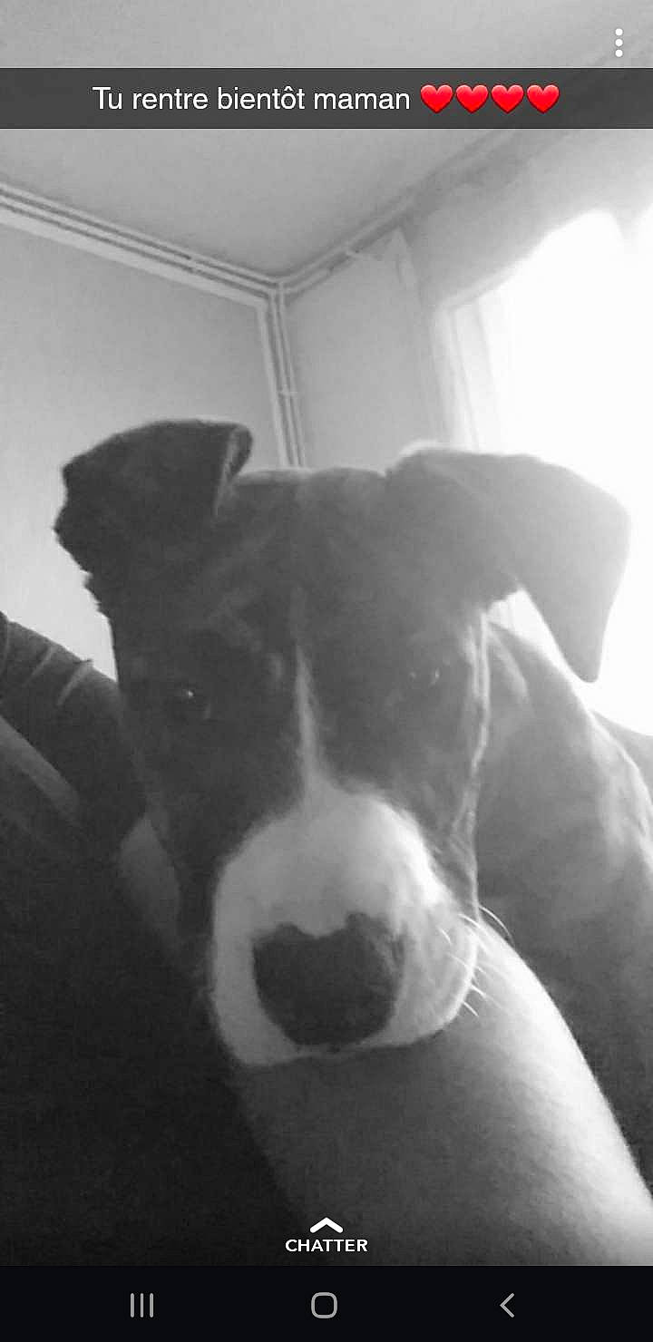 Pushka a rejoint le concours — aidez-le/la à gagner de superbes lots ! american_pit_bull_terrier, american_staffordshire_terrier, black_and_white, bull_and_terrier, canidae, carnivore, dog, dog_breed, ear, monochrome_photography, non_sporting_group, nose, pit_bull, snout, whiskers, white