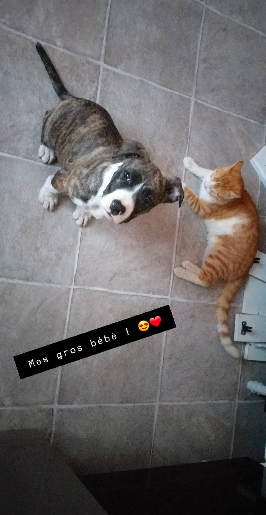 Pushka a rejoint le concours — aidez-le/la à gagner de superbes lots ! bulldog, canidae, carnivore, cat, companion_dog, dog, dog_breed, european_shorthair, fawn, felidae, kitten, non_sporting_group, paw, photo_caption, small_to_medium_sized_cats, tail