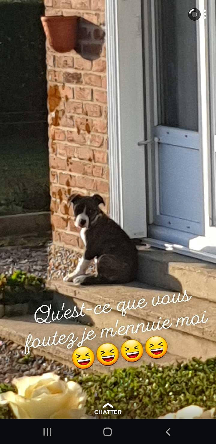 Pushka a rejoint le concours — aidez-le/la à gagner de superbes lots ! backyard, border_collie, canidae, carnivore, cat, dog_breed, felidae, home, house, photo_caption, puppy, siberian_husky, small_to_medium_sized_cats, tail, window, yard