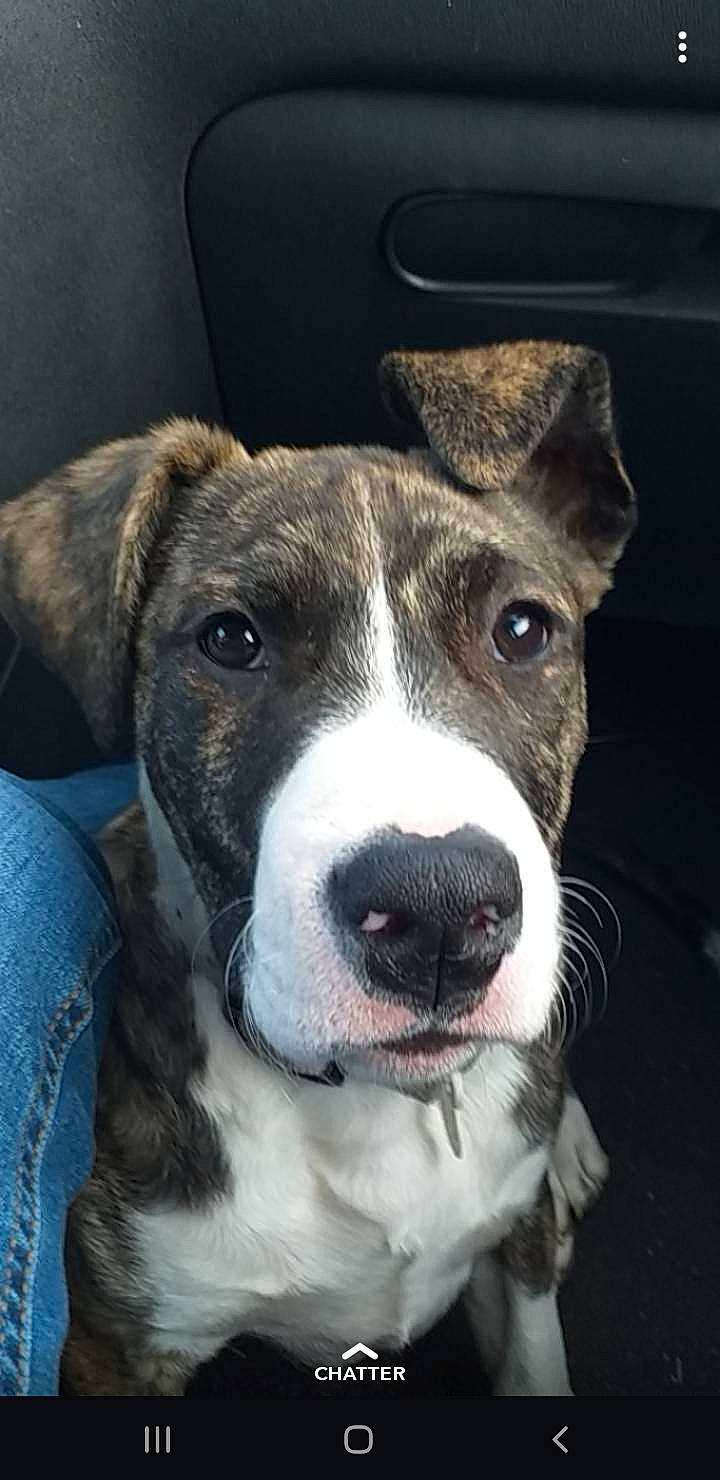 Pushka participe au concours pour gagner de l'argent avec cette photo : american_pit_bull_terrier, american_staffordshire_terrier, canidae, carnivore, catahoula_bulldog, dog, dog_breed, fawn, mammal, non_sporting_group, nose, pit_bull, puppy, rare_breed_dog, snout, sporting_group, vertebrate, whiskers