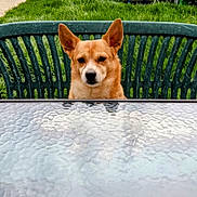 Mazzia is registered to the contest to win money with this photo: dog, puppy, pet, animal, portrait, outdoor, backyard, garden, grass, patio, chair, table, tablecloth, furniture, ears, brown_fur, white_markings, looking_at_camera, daylight, residential