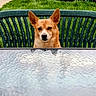 dog, puppy, pet, animal, portrait, outdoor, backyard, garden, grass, patio, chair, table, tablecloth, furniture, ears, brown_fur, white_markings, looking_at_camera, daylight, residential