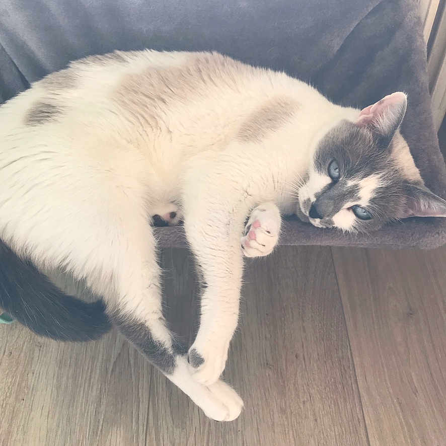Perle participe au concours pour gagner de l'argent avec cette photo : animal, blue_eyes, cat, cat_bed, cozy, cute, domestic_cat, feline, gray_fur, house_pet, indoor, lying_down, paw, pet, relaxed, resting, sleepy, soft_fur, white_fur, wooden_floor