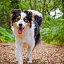 dog, animal, canine, forest, path, leaves, outdoor, nature, happy, walking, tricolor, fur, tongue, trees, greenery, daylight, pet, mammal, playful, friendly