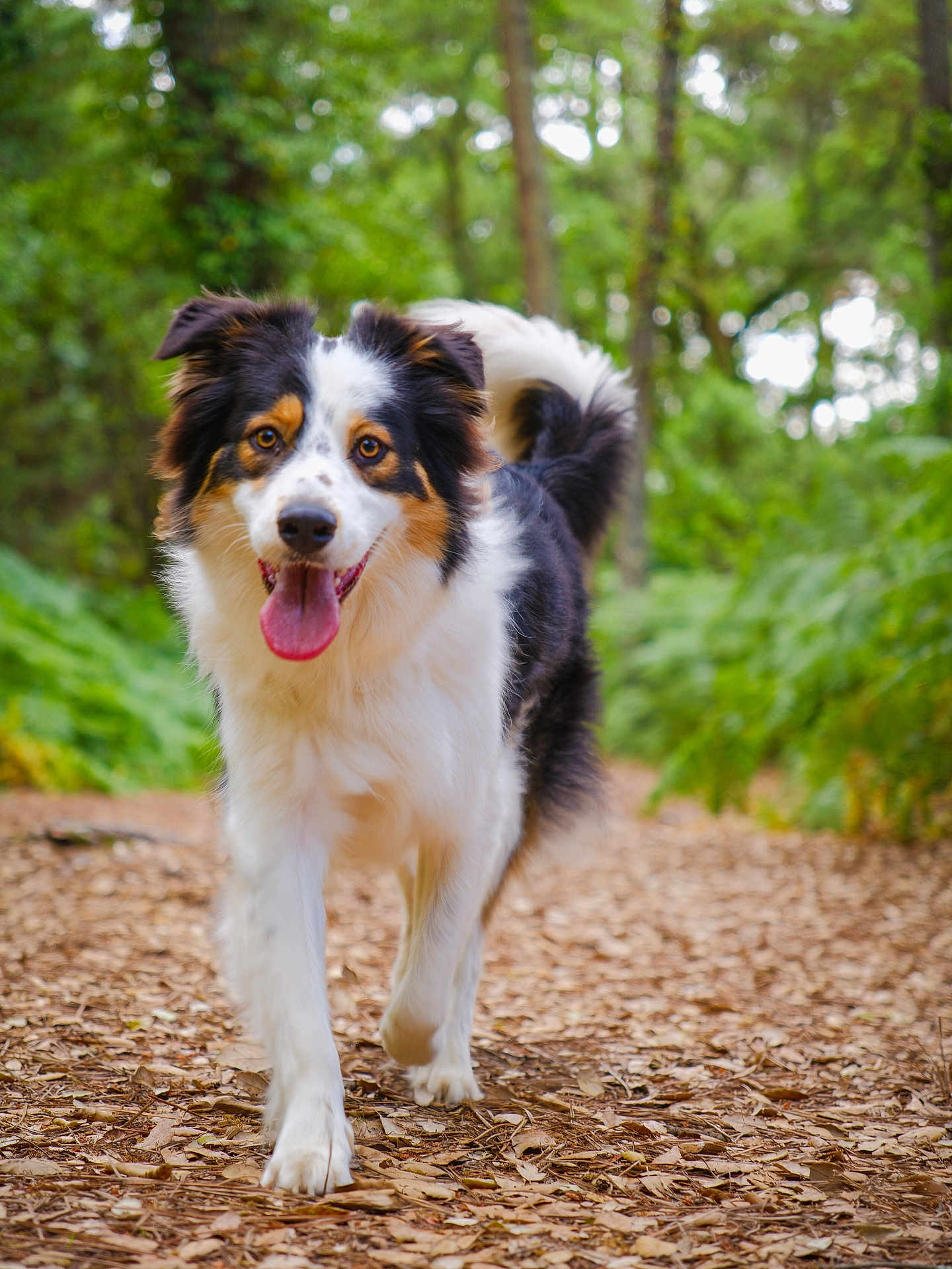 Taho participe au concours pour gagner de l'argent avec cette photo : dog, animal, canine, forest, path, leaves, outdoor, nature, happy, walking, tricolor, fur, tongue, trees, greenery, daylight, pet, mammal, playful, friendly