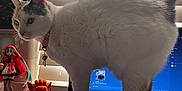 Sandy joined the competition — help win amazing prizes! anime_figurine, cat, collar, computer_screen, curious, daylight, desk, figurine, gray_cat, home_office, indoor, keyboard, laptop, pet, playful, standing, technology, toy, white_cat, window_blinds