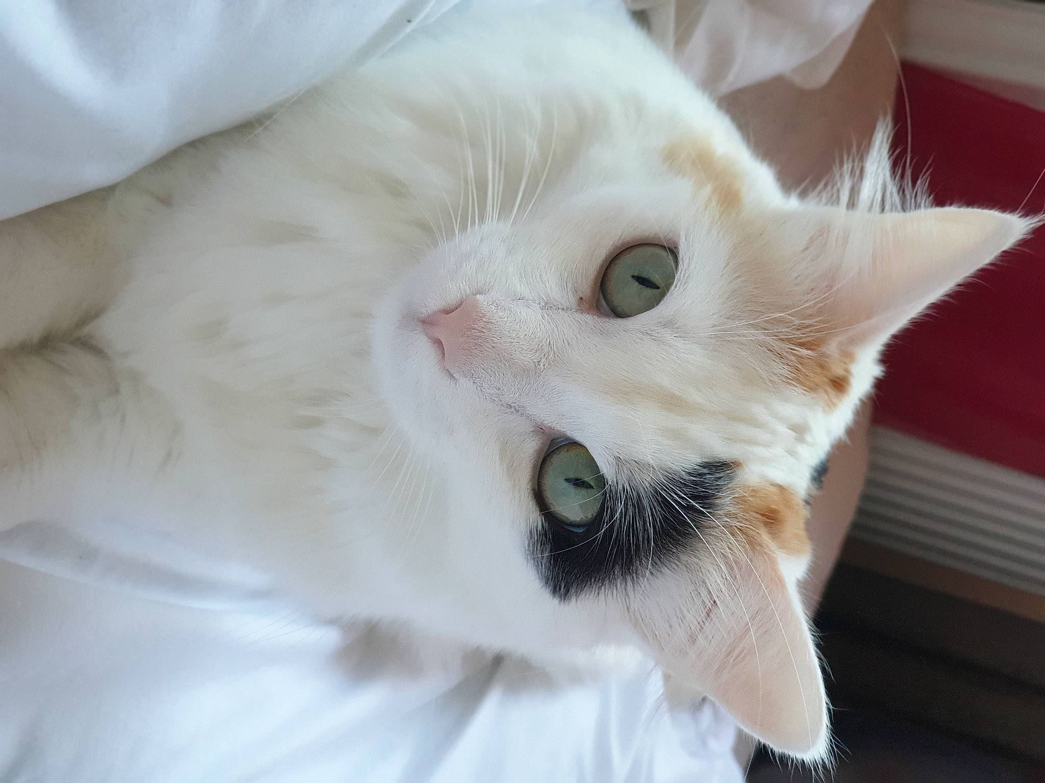 Ondine a rejoint le concours — aidez-le/la à gagner de superbes lots ! carnivore, cat, claw, comfort, domestic_short_haired_cat, ear, eye, fawn, felidae, fur, head, paw, small_to_medium_sized_cats, snout, tail, whiskers, window