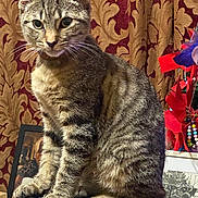 Ollie joined the competition — help win amazing prizes! animal, beads, black_surface, cat, closeup, cozy, curtain, decor, framed_photos, fur, gold, indoor, patterned, pet, portrait, red, ribbons, sitting, tabby, whiskers