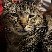 Bella is registered to the contest to win money with this photo: cat, tabby, close_up, tongue_out, sleepy, feline, pet, indoor, fur, whiskers, ears, face, animal, cute, relaxed, comfort, mammal, domestic_animal, portrait, resting