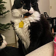 Kali joined the competition — help win amazing prizes! cat, black_and_white_cat, indoor, pet, fluffy, collar, tag, feline, curious, animal, domestic, two_cats, household, furniture, christmas_tree, portrait, closeup, whiskers, eyes, sitting