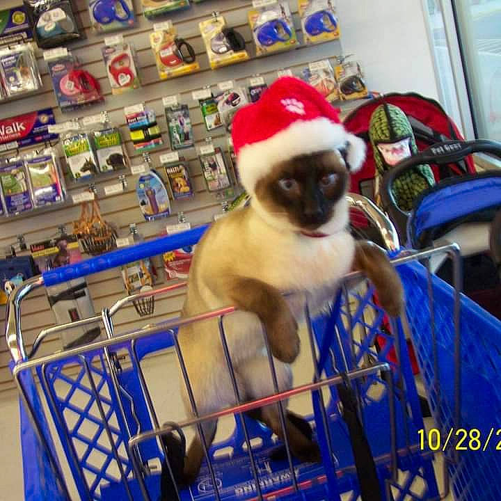 Cinnamon is registered to the contest to win money with this photo: canidae, carnivore, chair, companion_dog, dog, dog_breed, felidae, fur, non_sporting_group, pet_supply, product, pug, retail, shopping_cart, siamese, small_to_medium_sized_cats, sporting_group, sunglasses, toy_dog, whiskers