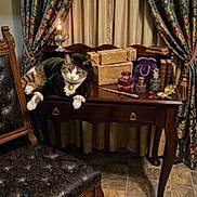 Gizmo is registered to the contest to win money with this photo: cat, costume, antique_desk, vintage_bottles, old_books, curtains, leather_chair, wooden_furniture, floor_tiles, decorative_boxes, purple_pouch, lamp, tabby_cat, pet, indoor, historical_style, portrait, whimsical, luxury, cozy