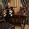cat, costume, antique_desk, vintage_bottles, old_books, curtains, leather_chair, wooden_furniture, floor_tiles, decorative_boxes, purple_pouch, lamp, tabby_cat, pet, indoor, historical_style, portrait, whimsical, luxury, cozy