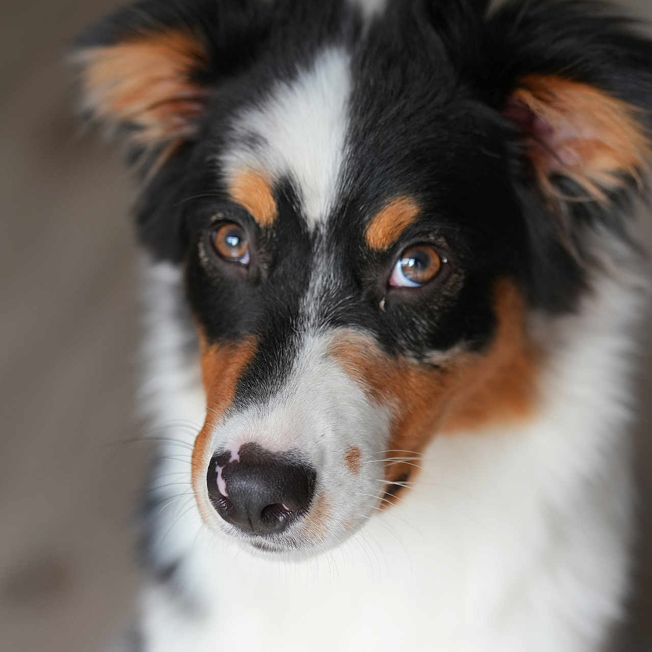 Venus a rejoint le concours — aidez-le/la à gagner de superbes lots ! animal, appenzeller, canine, cockerspaniel, collie, dog, hound, papillon, pet, puppy, snout, terrier