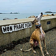 Uzi participe au concours pour gagner de l'argent avec cette photo : dog, brindle, collar, sitting, looking_up, concrete_wall, sign, text, sea, water, lighthouse, sky, cloudy, rocks, pebble_path, outdoor, coast, harbor, calm, daytime