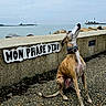 dog, brindle, collar, sitting, looking_up, concrete_wall, sign, text, sea, water, lighthouse, sky, cloudy, rocks, pebble_path, outdoor, coast, harbor, calm, daytime