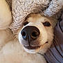 Toby joined the competition — help win amazing prizes! dog, close_up, nose, blanket, cozy, white_fur, pet, animal, cute, snuggle, resting, indoor, fur, whiskers, sleepy, soft, comfort, canine, portrait, relaxed