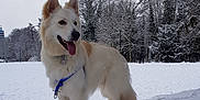 Toby joined the competition — help win amazing prizes! dog, snow, winter, outdoor, canine, park, trees, white_dog, fur, animal, nature, cold, playful, pet, leash, snowy, tongue_out, happy, landscape, daytime