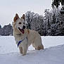 dog, snow, winter, outdoor, canine, park, trees, white_dog, fur, animal, nature, cold, playful, pet, leash, snowy, tongue_out, happy, landscape, daytime
