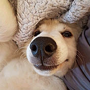 Toby joined the competition — help win amazing prizes! dog, close_up, nose, blanket, cozy, white_fur, pet, animal, cute, snuggle, resting, indoor, fur, whiskers, sleepy, soft, comfort, canine, portrait, relaxed