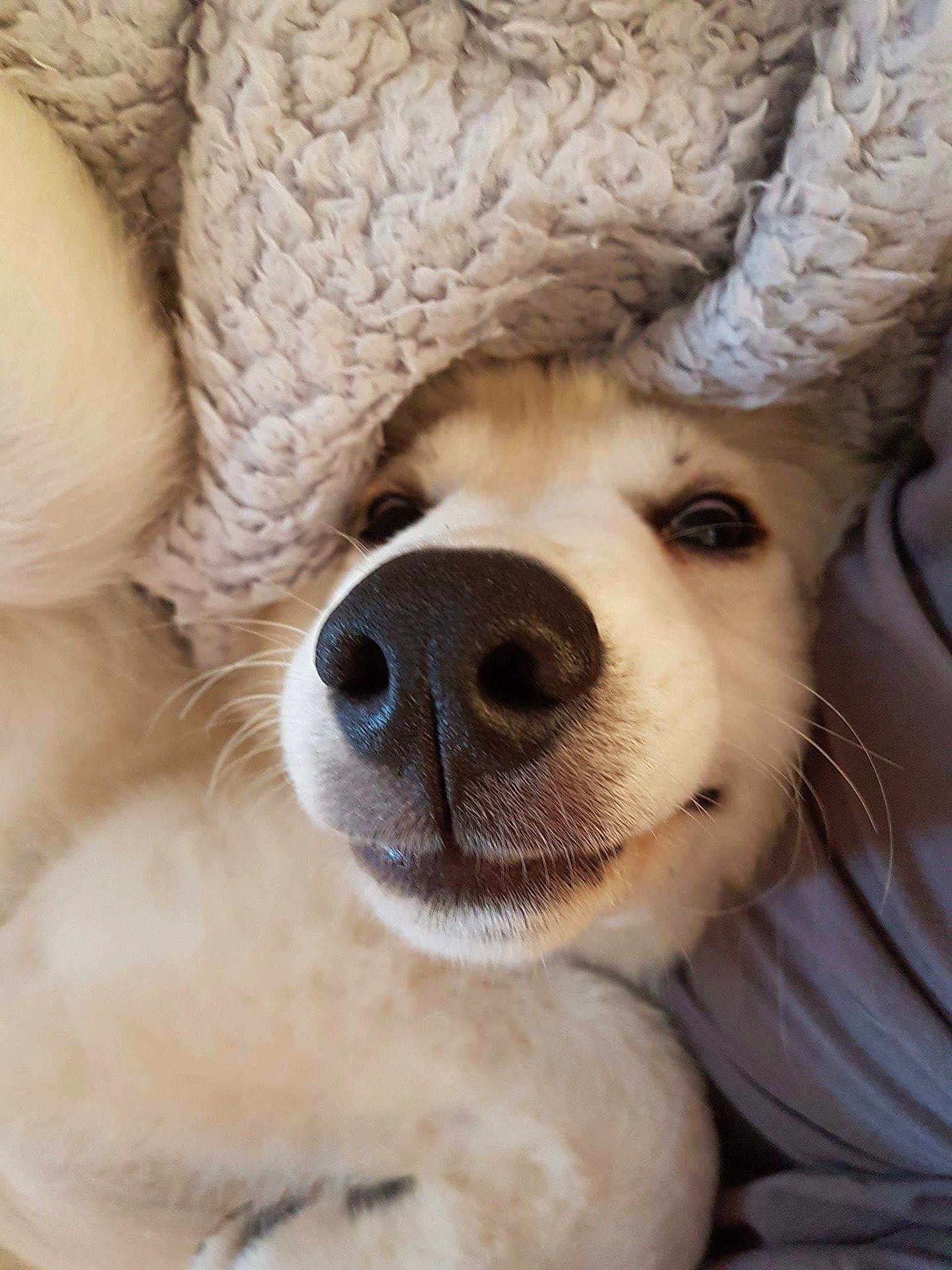 Toby joined the competition — help win amazing prizes! dog, close_up, nose, blanket, cozy, white_fur, pet, animal, cute, snuggle, resting, indoor, fur, whiskers, sleepy, soft, comfort, canine, portrait, relaxed