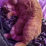 Momma Cat joined the competition — help win amazing prizes! animal, blanket, cat, comfort, cozy, curled_paws, cute, domestic_cat, fluffy, fur, indoor, leopard_print, nap, orange_cat, pet, purple_light, relaxed, resting, sleeping, soft_texture