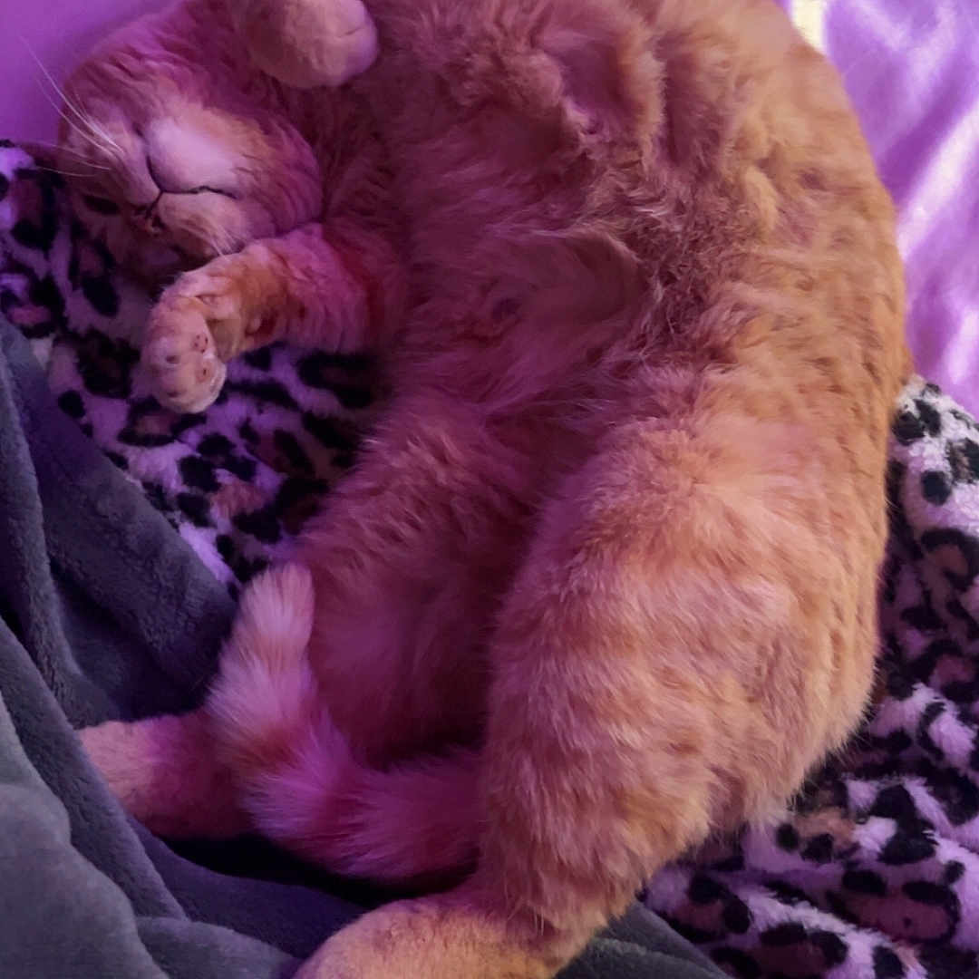 Momma Cat