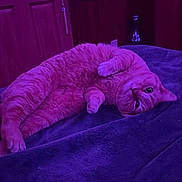 Momma Cat is registered to the contest to win money with this photo: animal, bedroom, blanket, cat, comfort, cozy, cute, domestic_animal, door, feline, fur, indoor, lying_down, pet, playful, purple_light, relaxed, resting, whiskers, wood_paneling