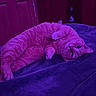 animal, bedroom, blanket, cat, comfort, cozy, cute, domestic_animal, door, feline, fur, indoor, lying_down, pet, playful, purple_light, relaxed, resting, whiskers, wood_paneling