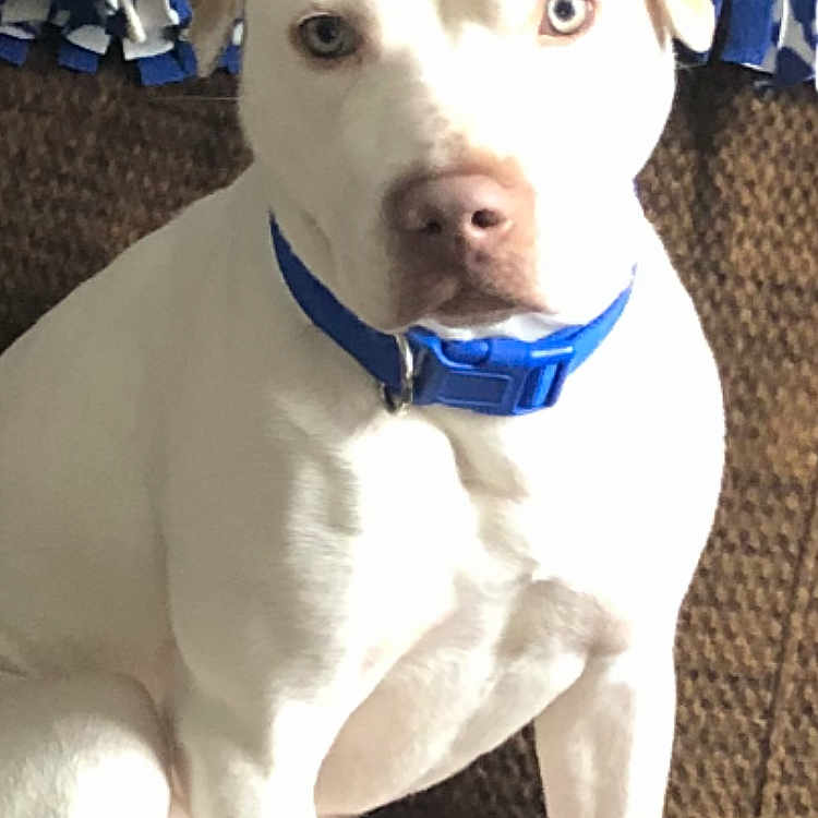 Nova