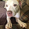 Nova joined the competition — help win amazing prizes! animal, bulldog, canine, couch, cushion, dog, face, furniture, head, homedecor, hound, labradorretriever, person, pet, photography, pitbull, pointer, portrait, puppy, snout