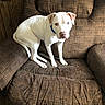 Nova joined the competition — help win amazing prizes! animal, armchair, blanket, bulldog, canine, chair, couch, dog, furniture, labradorretriever, pet, pitbull, pointer, puppy