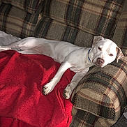 Nova is registered to the contest to win money with this photo: animal, architecture, armchair, blanket, building, canine, chair, couch, cushion, dog, furniture, homedecor, hound, indoors, linen, livingroom, pet, pointer, puppy, room