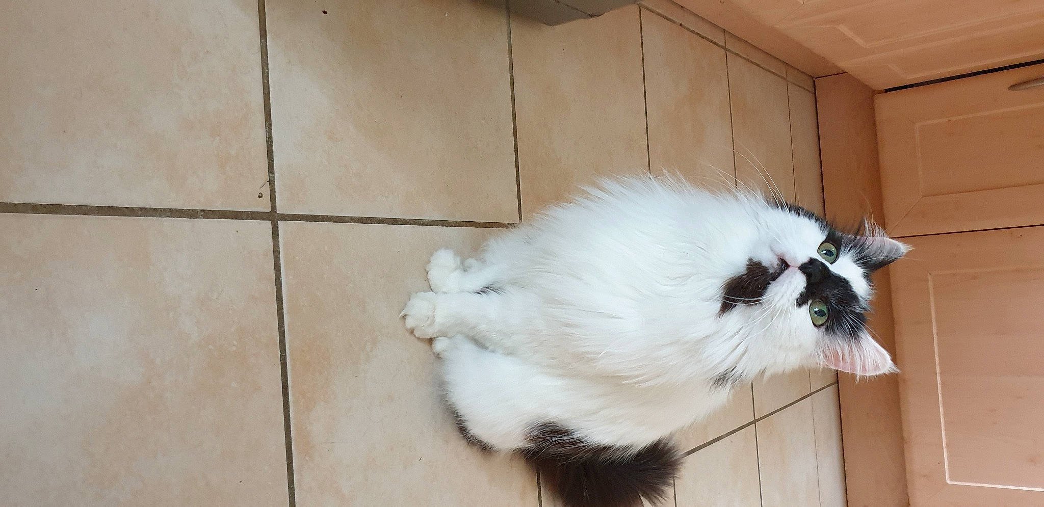 Gamin participe au concours pour gagner de l'argent avec cette photo : carnivore, cat, felidae, flooring, fur, hardwood, natural_material, paw, small_to_medium_sized_cats, snout, tail, tile_flooring, whiskers, window, wood