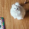 Savannah Faye is registered to the contest to win money with this photo: cat, white_cat, blue_eyes, fluffy, wooden_floor, indoor, pet, animal, curious, sitting, furniture_leg, colorful_mat, domestic_cat, cute, looking_up, soft_fur, home, flooring, feline, small