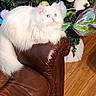 animal, blue_eyes, cat, christmas_tree, colorful, cozy, decorations, festive, fluffy_fur, holiday_decor, home, indoor, leather_couch, ornaments, pet, plush_toys, relaxing, seasonal, white_cat, wood_floor