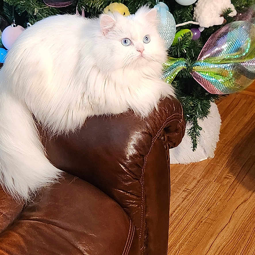 Savannah Faye