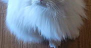 Savannah Faye is registered to the contest to win money with this photo: cat, white_cat, blue_eyes, fluffy, feline, pet, indoor, wooden_floor, curious, sitting, long_hair, cute, animal, domestic_animal, whiskers, ears, tail, fur, portrait, looking