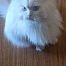 cat, white_cat, blue_eyes, fluffy, feline, pet, indoor, wooden_floor, curious, sitting, long_hair, cute, animal, domestic_animal, whiskers, ears, tail, fur, portrait, looking