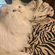 Savannah Faye joined the competition — help win amazing prizes! cat, persian_cat, white_cat, fluffy, blue_eyes, pet, indoor, bed, blanket, zebra_print, furniture, cozy, curtains, wood_paneling, animal, domestic_animal, resting, cute, fur, portrait