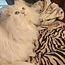 cat, persian_cat, white_cat, fluffy, blue_eyes, pet, indoor, bed, blanket, zebra_print, furniture, cozy, curtains, wood_paneling, animal, domestic_animal, resting, cute, fur, portrait