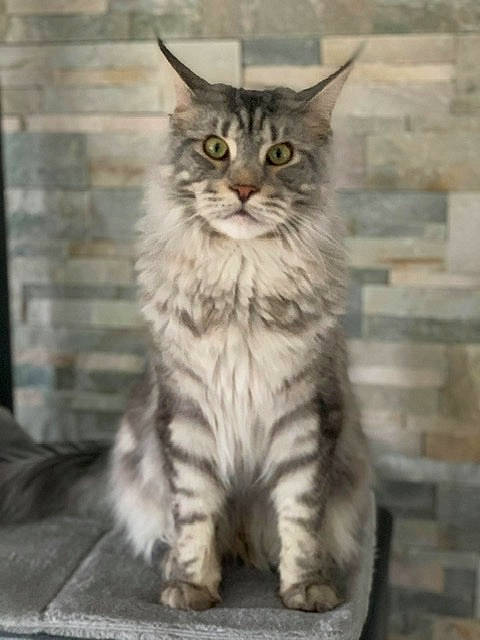 Pearly participe au concours pour gagner de l'argent avec cette photo : aegean_cat, asian, asian_semi_longhair, british_semi_longhair, carnivore, cat, domestic_long_haired_cat, domestic_short_haired_cat, dragon_li, european_shorthair, felidae, kitten, maine_coon, mammal, norwegian_forest_cat, siberian, small_to_medium_sized_cats, tabby_cat, vertebrate, whiskers