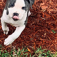 Sky joined the competition — help win amazing prizes! puppy, dog, animal, pet, grass, mulch, outdoor, playful, young, tongue_out, white, gray, cute, walking, closeup, nature, small, fur, ears, paw
