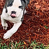 puppy, dog, animal, pet, grass, mulch, outdoor, playful, young, tongue_out, white, gray, cute, walking, closeup, nature, small, fur, ears, paw