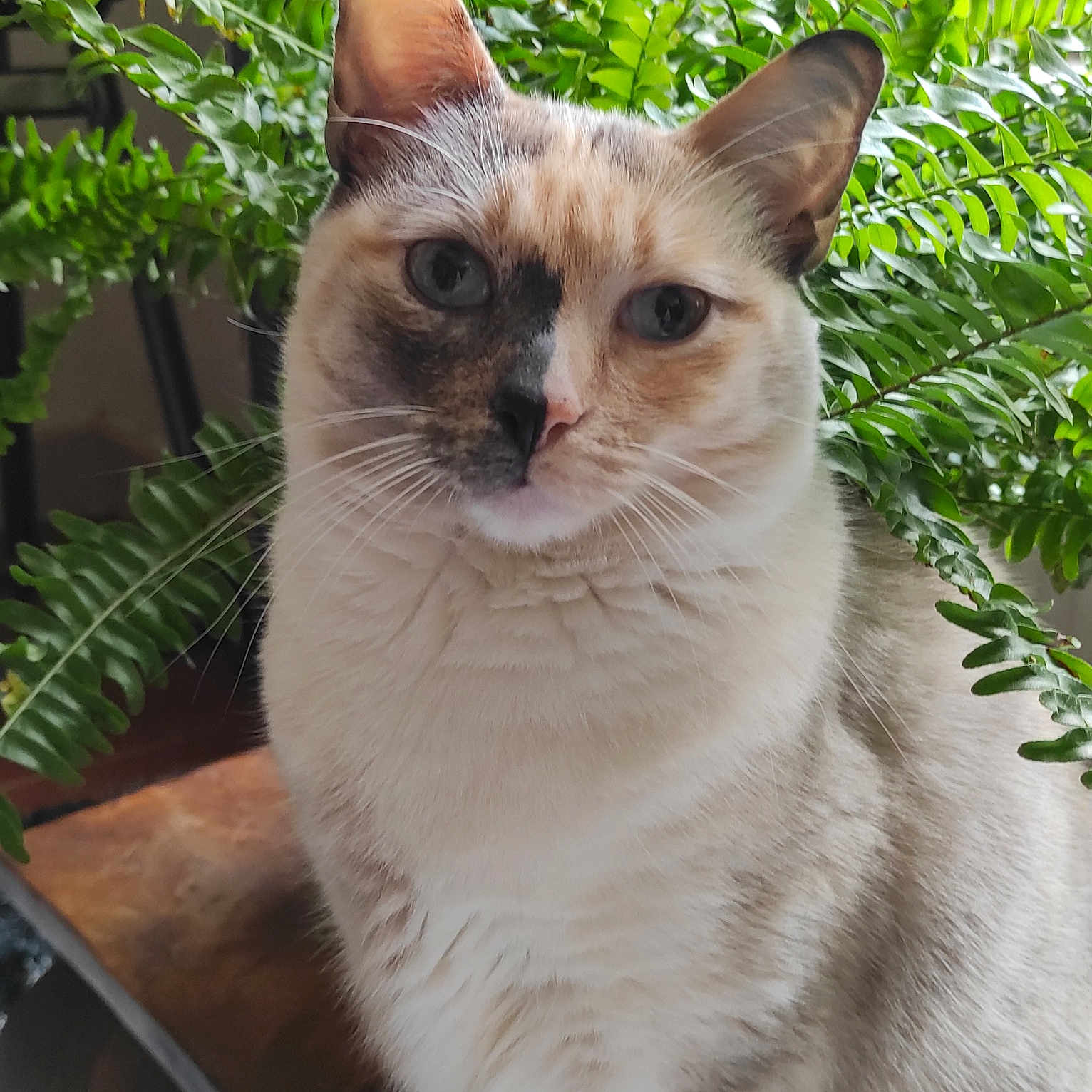 Luna