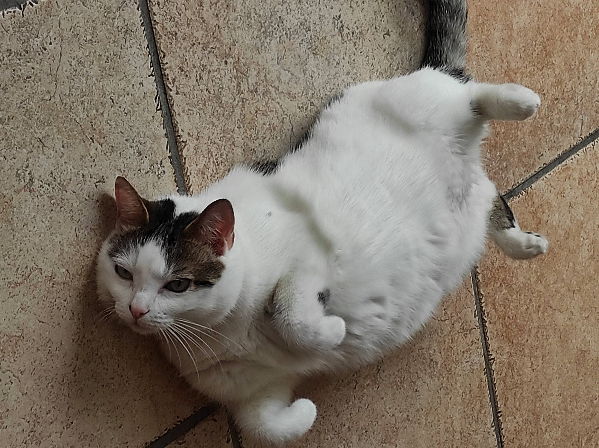 Satine a rejoint le concours — aidez-le/la à gagner de superbes lots ! carnivore, cat, concrete, domestic_short_haired_cat, eye, fawn, felidae, flooring, foot, fur, paw, road_surface, sidewalk, sitting, small_to_medium_sized_cats, snout, tail, terrestrial_animal, whiskers