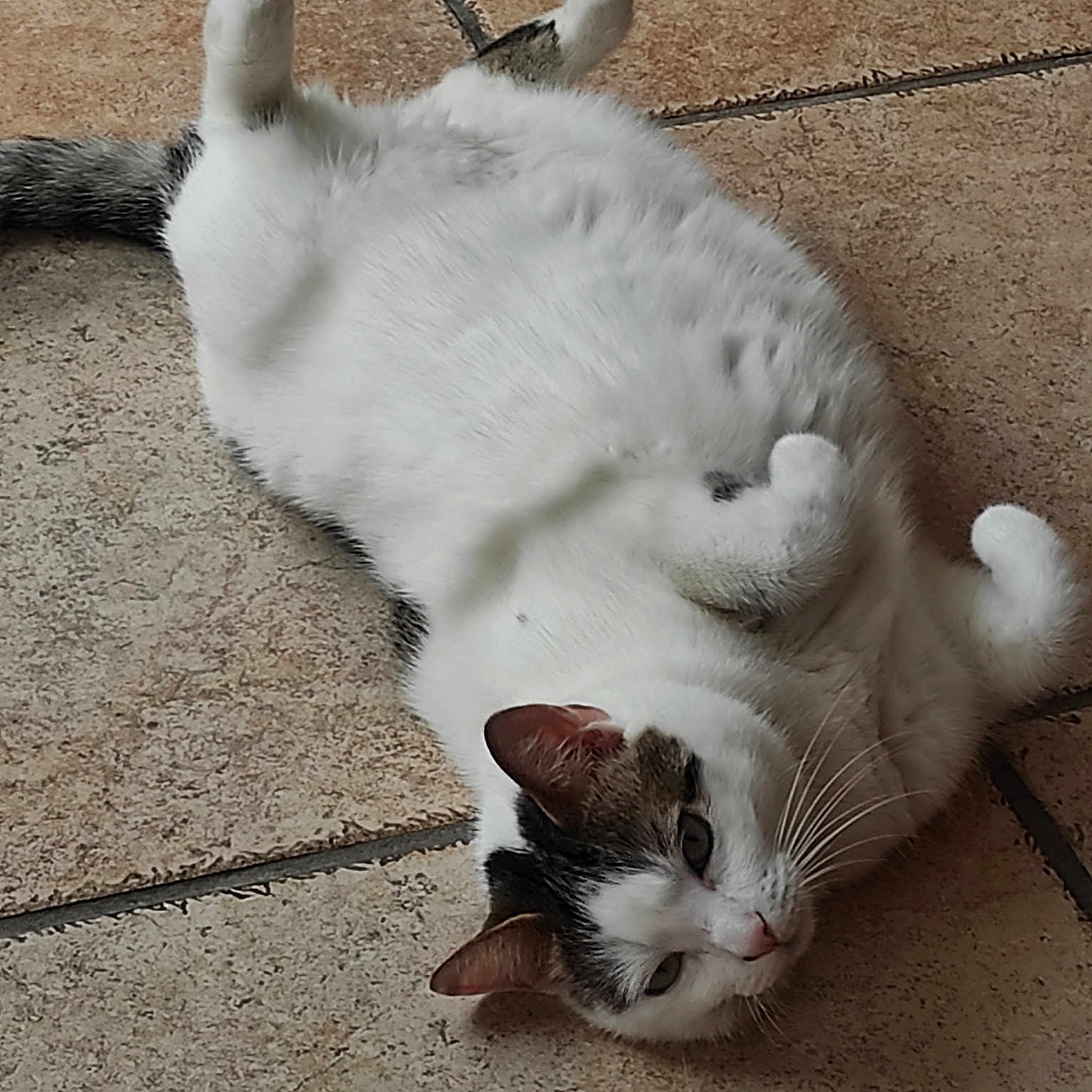 Satine