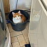 Simba a rejoint le concours — aidez-le/la à gagner de superbes lots ! cat, orange_cat, white_cat, bucket, bathroom, tiles, reflection, cabinet, floor, curious, pet, indoor, small_space, animal, cute, household, feline, container, domestic, quiet