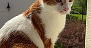 Simba participe au concours pour gagner de l'argent avec cette photo : cat, ginger_cat, white_cat, windowsill, outdoor, sunlight, sky, house, roof, pet, animal, whiskers, ears, fur, nature, daylight, calm, serene, looking_away, close_up