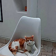 Simba a rejoint le concours — aidez-le/la à gagner de superbes lots ! cat, orange_and_white_cat, tie, white_chair, indoor, tile_floor, pet_bowl, relaxed, sitting, feline, domestic_cat, modern_furniture, polka_dot, cute, animal, pet, home_interior, resting, looking_at_camera, white_wall